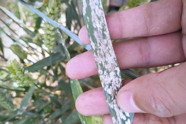 小麦白粉病怎么防治,主要使用的药物是粉锈宁