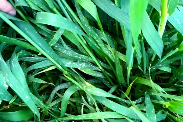 小麦白粉病怎么防治,主要使用的药物是粉锈宁