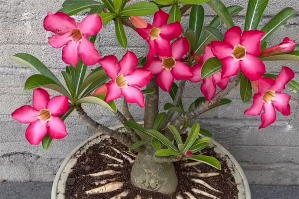 零下温度沙漠玫瑰会不会死亡,在自然环境中无法顺利过冬