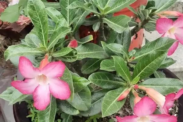 零下温度沙漠玫瑰会不会死亡,在自然环境中无法顺利过冬