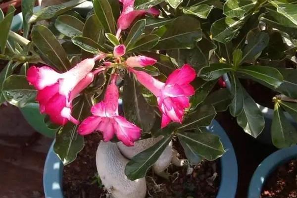 零下温度沙漠玫瑰会不会死亡,在自然环境中无法顺利过冬