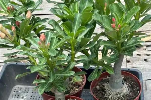 零下温度沙漠玫瑰会不会死亡,在自然环境中无法顺利过冬