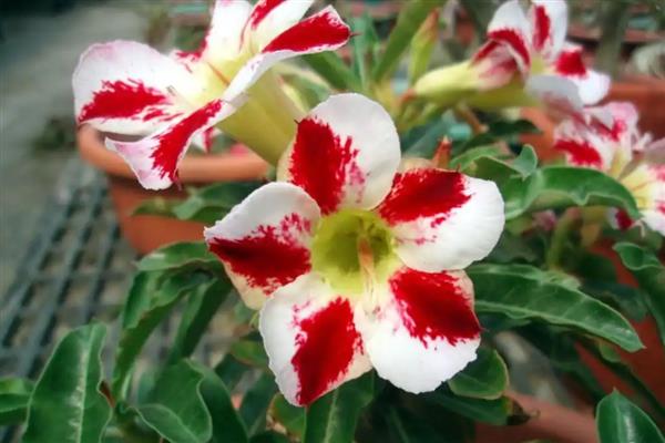 零下温度沙漠玫瑰会不会死亡,在自然环境中无法顺利过冬