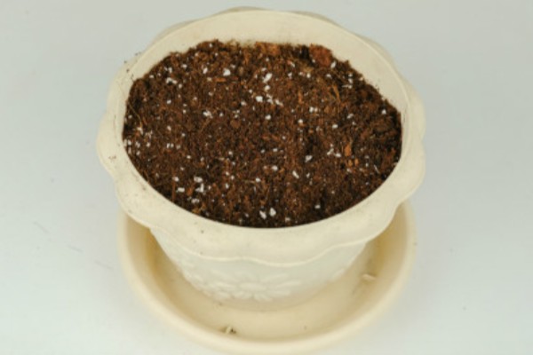 牵牛花的种植方法，平时让土壤保持湿润