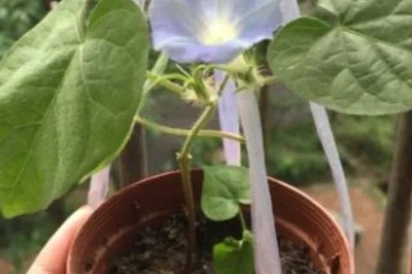 牵牛花的种植方法，平时让土壤保持湿润