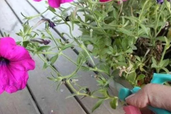 牵牛花的种植方法，平时让土壤保持湿润