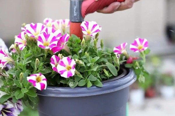 牵牛花的种植方法，平时让土壤保持湿润