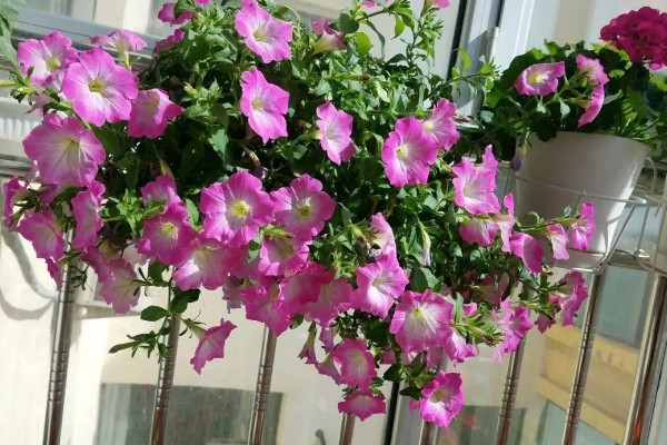 牵牛花的种植方法，平时让土壤保持湿润