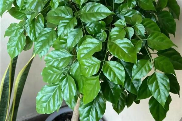 幸福树有什么寓意,代表幸福、健康等含义