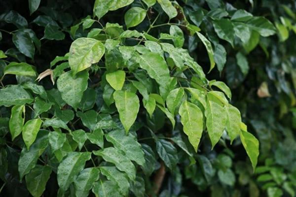 幸福树有什么寓意,代表幸福、健康等含义