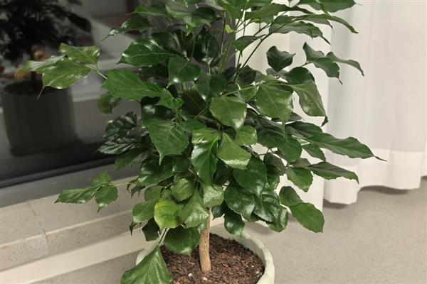 幸福树有什么寓意,代表幸福、健康等含义