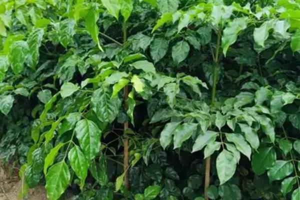 幸福树有什么寓意,代表幸福、健康等含义