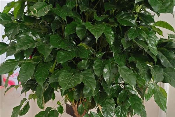 幸福树有什么寓意,代表幸福、健康等含义