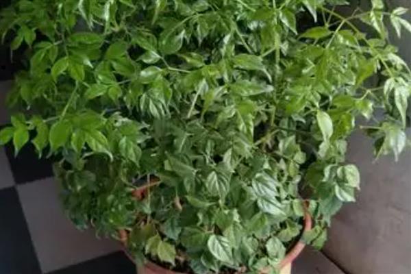 幸福树有什么寓意,代表幸福、健康等含义