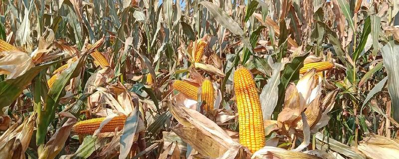 玉米适时晚收的好处，可以延长籽粒灌浆时间