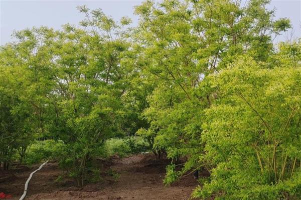 金枝槐的养殖方法,每隔半个月追施一次肥料