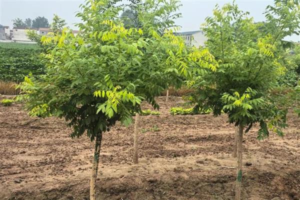 金枝槐的养殖方法,每隔半个月追施一次肥料