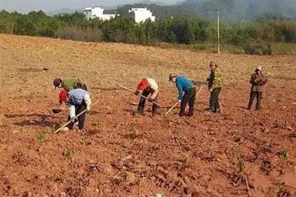 油柑怎么种植，幼树主施氮肥