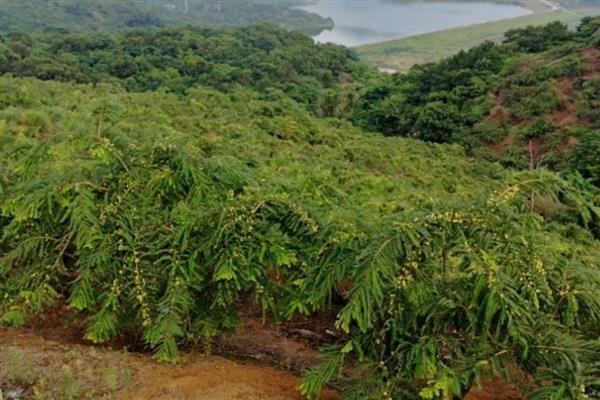 油柑怎么种植，幼树主施氮肥