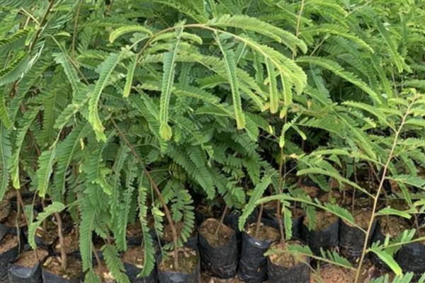 油柑怎么种植，幼树主施氮肥