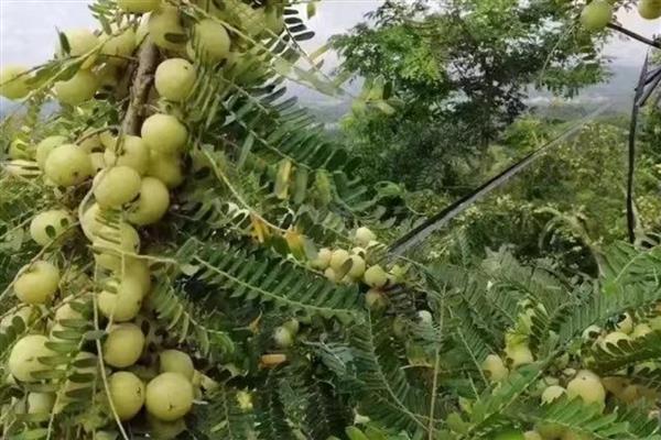 油柑怎么种植，幼树主施氮肥