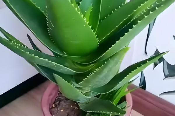 哪些芦荟可以吃,库拉索芦荟、木立芦荟等品种可食用