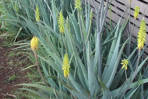 哪些芦荟可以吃,库拉索芦荟、木立芦荟等品种可食用