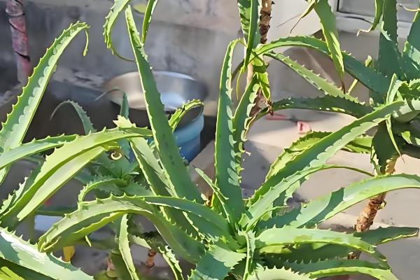 哪些芦荟可以吃,库拉索芦荟、木立芦荟等品种可食用