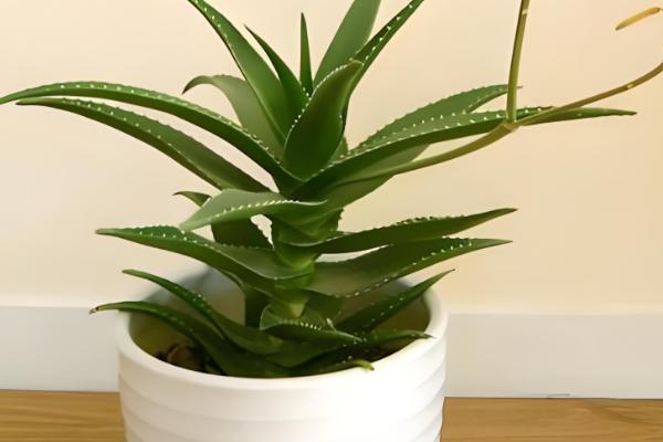 哪些芦荟可以吃,库拉索芦荟、木立芦荟等品种可食用