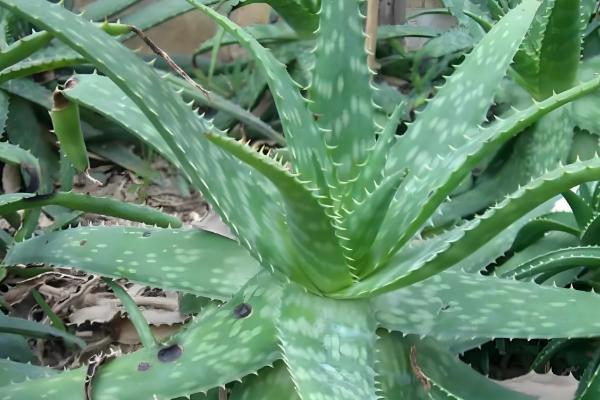 哪些芦荟可以吃,库拉索芦荟、木立芦荟等品种可食用