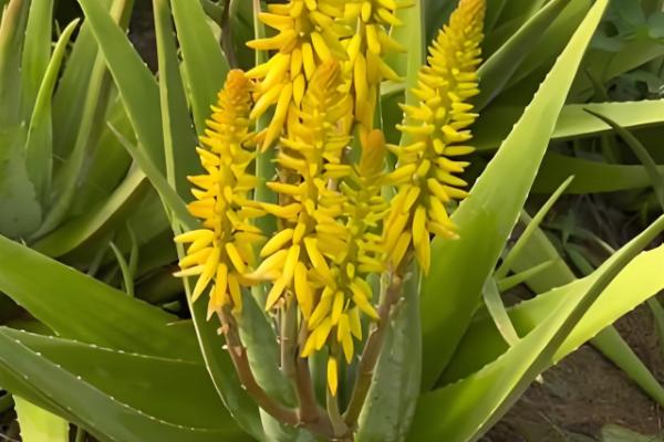 哪些芦荟可以吃,库拉索芦荟、木立芦荟等品种可食用