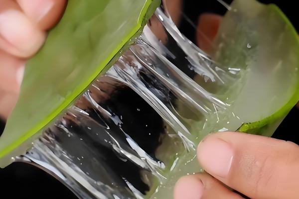 哪些芦荟可以吃,库拉索芦荟、木立芦荟等品种可食用