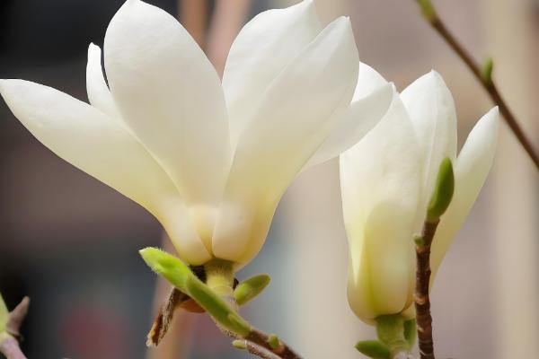 玉兰花有什么花语,代表忠贞不渝、知恩图报等含义