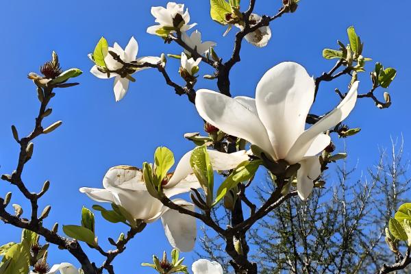 玉兰花有什么花语,代表忠贞不渝、知恩图报等含义