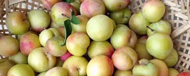 李子是热性水果吗，不是热性水果