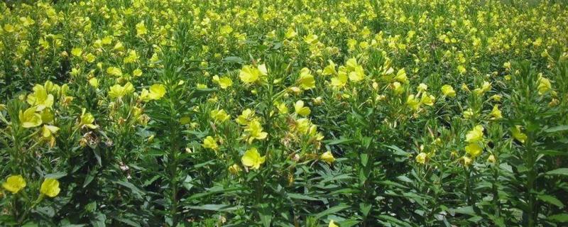 月见草如何播种，均匀播撒至土壤表面