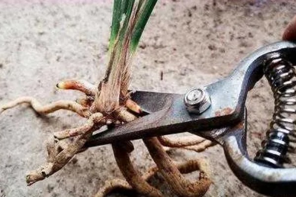 兰花无根能不能栽活，一般情况下是可以栽活的