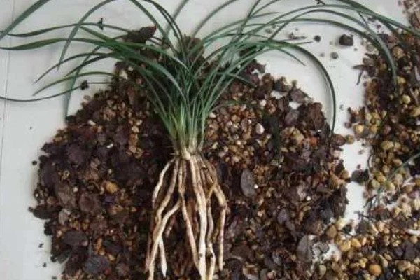 兰花无根能不能栽活，一般情况下是可以栽活的