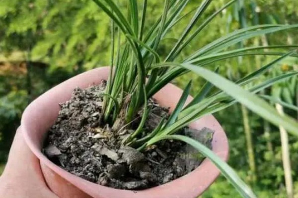 兰花无根能不能栽活，一般情况下是可以栽活的