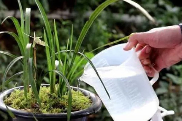 兰花无根能不能栽活，一般情况下是可以栽活的