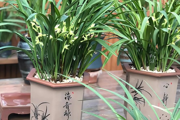 兰花无根能不能栽活，一般情况下是可以栽活的