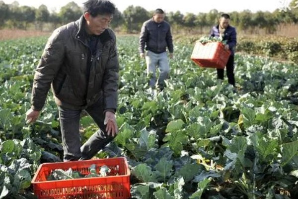 当前农业发展有什么困难,以下三大难题仍待解决