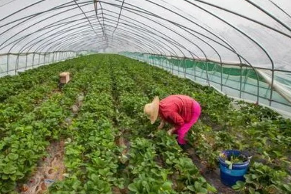 当前农业发展有什么困难,以下三大难题仍待解决