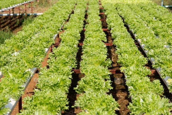 当前农业发展有什么困难,以下三大难题仍待解决