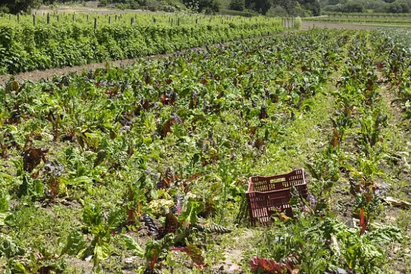 当前农业发展有什么困难,以下三大难题仍待解决