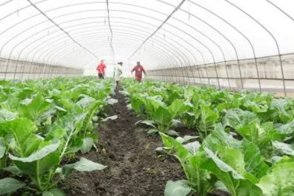 当前农业发展有什么困难,以下三大难题仍待解决