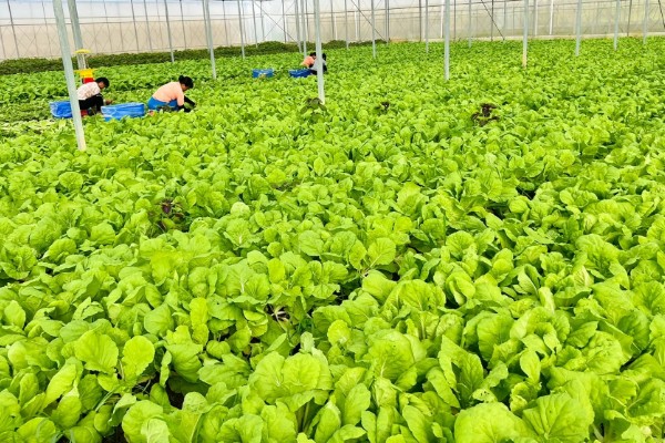 当前农业发展有什么困难,以下三大难题仍待解决