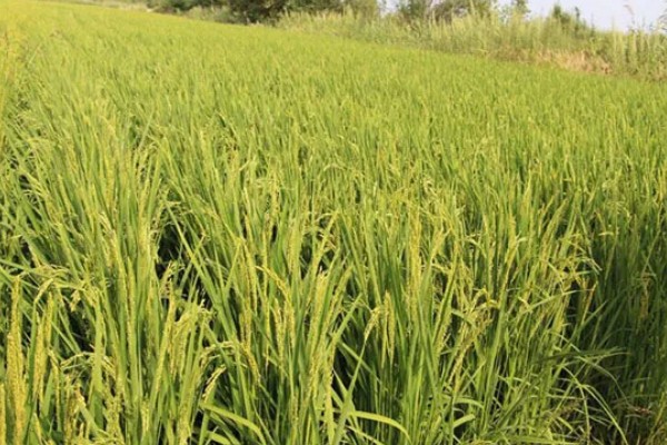 当前农业发展有什么困难,以下三大难题仍待解决