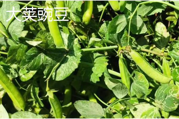 豌豆的产地,主产地有河南、湖北、江西等
