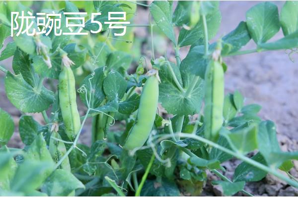 豌豆的产地,主产地有河南、湖北、江西等